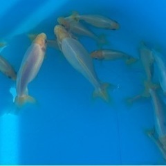 金魚 隼人錦 シルクタイプ 白無地の画像
