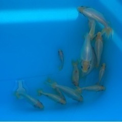 金魚 隼人錦 シルクタイプ 白無地の画像