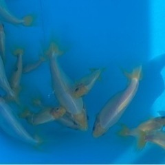 金魚 隼人錦 シルクタイプ 白無地の画像