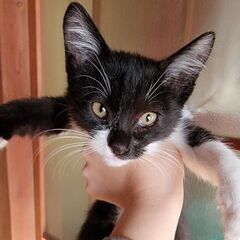 生後3ヶ月ほど黒白子猫「いずみ」ちゃん♀