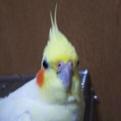 オカメインコを探しています
