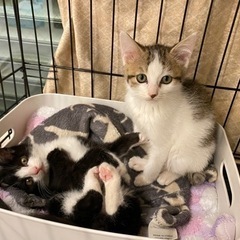 保護猫♡譲渡会☆in福岡市南区☆保護猫20匹以上が大集合！