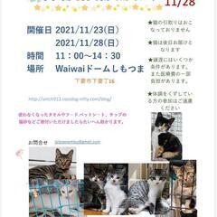 保護猫譲渡会　waiwaiドームしもつま11/23と28