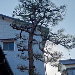 🌲 松の剪定作業    - 手伝って/助けて