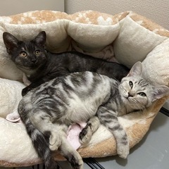 保護猫♡譲渡会in福岡市南区☆11/20保護猫20匹以上が大集合！