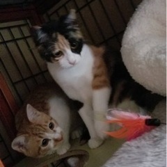 美しい姉妹が里親さまのもとに！