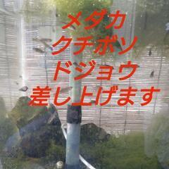 【無料】メダカ・クチボソ・ドジョウ