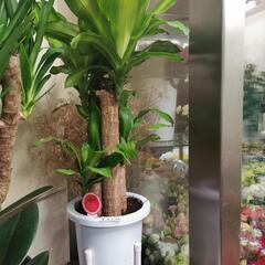 ドラセナ　観葉植物