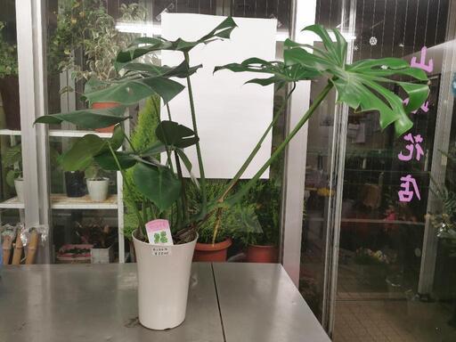 モンステラ　観葉植物。