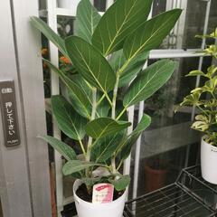 フィカス　観葉植物