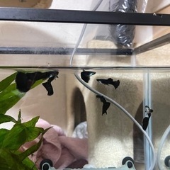 熱帯魚　アクマリウム　グッピー　無料