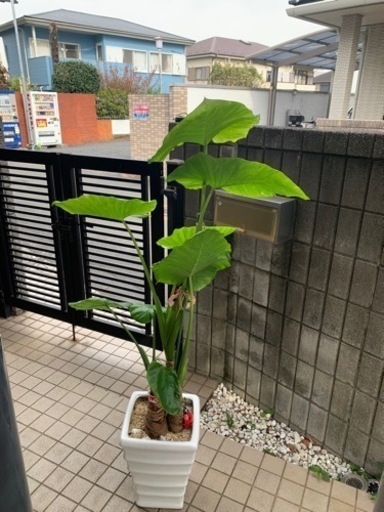 観葉植物　大型クワズイモ3株　10号　大幅値下げ