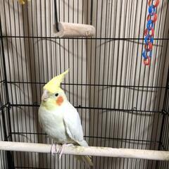 オカメインコ カゴ付き