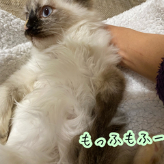 長毛ブルーアイのシャム子