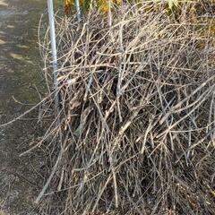 庭木伐採後の小枝の画像
