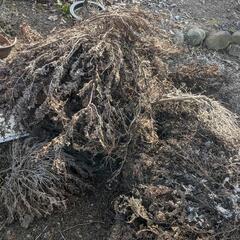 庭木伐採後の小枝の画像