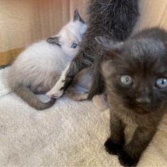 トライアル予定です。可愛い　オスの黒猫ちゃん