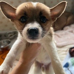 可愛いお顔の男の子