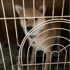 柴犬🐕4匹里親募集 黒い柴犬＆茶色4匹