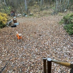 山小屋売ります🔥 - 北杜市