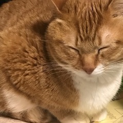 茶トラ 急ぎで里親さん探してます(--;)