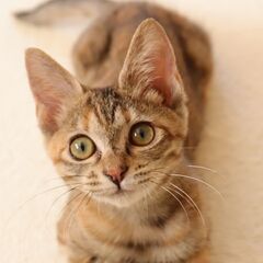【里親決定】穏やかな性格で美しい毛色の子