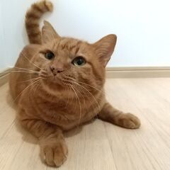 相棒猫と里子に出ました！呼べばゴロンの茶トラ橙（だいだい）４才