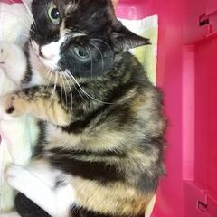 黒三毛　6才 - 猫