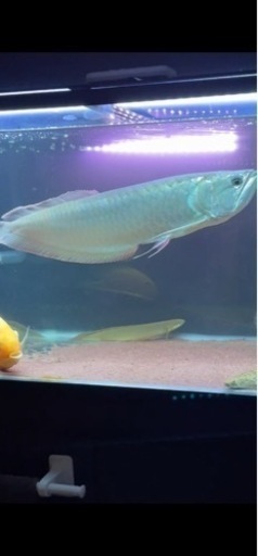 ワイルドシルバーアロワナ60センチ