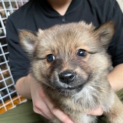 モフモフちゃん