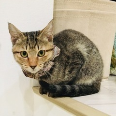 こむぎ♀キジトラ