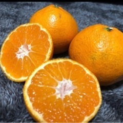農家直送❗️みかん農家さんの訳あり玉東産早生みかん🍊お値下げ中にてキロ100円の画像