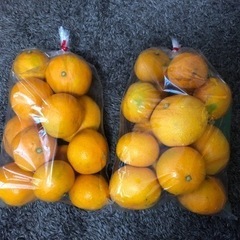 農家直送❗️みかん農家さんの訳あり玉東産早生みかん🍊お値下げ中にてキロ100円の画像