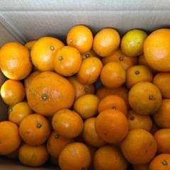 農家直送❗️みかん農家さんの訳あり玉東産早生みかん🍊お値下げ中に...