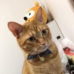 オス猫メルくん4歳、去勢、ワクチン済み