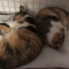 🧡三毛猫姉妹🧡生後4ヶ月の子猫 - 里親募集