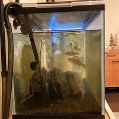 水槽と川魚(ウツボ、フナ、オイカワ)の画像