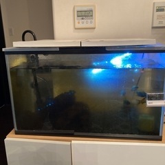 水槽と川魚(ウツボ、フナ、オイカワ)