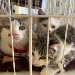 野良猫が出産した仔猫を保護！幸せにしていただけるご家族を募集して...