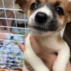 元気いっぱいちゃん