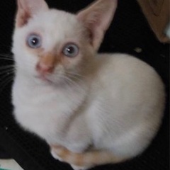 生後4か月半ちょっとのオス子猫2匹の里親募集