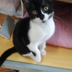 生後4か月半ちょっとのオス子猫2匹の里親募集 - 高崎市