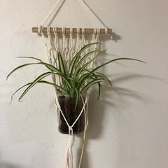 折り鶴ラン　観葉植物の画像