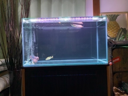 GEXグラステリア90㎝水槽セット引き取り限定