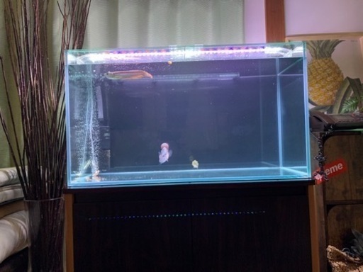 GEXグラステリア90㎝水槽セット引き取り限定