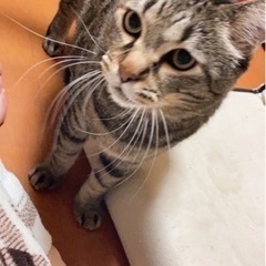 この子達の里親になっていただける方を探しております