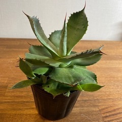 【植物】子株つき💕アガベポタルトルム