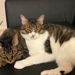 二匹とも里親さん決まりました。お問い合わせ頂いた方々ありがとうご...