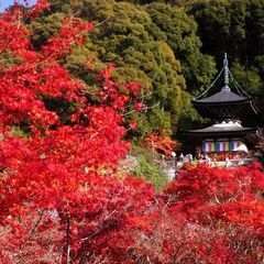 🎉紅葉企画～永観堂&Cafe～