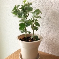 観葉植物　へデラヘリックス・セシリア（アイビー）③　19cm　ナ...
